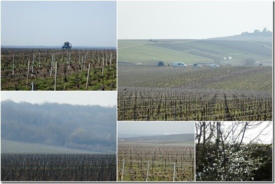 vignes 3 mars 2021