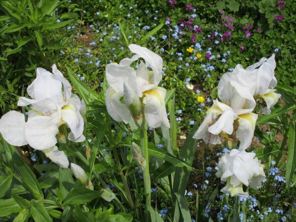iris blanc filet mauve