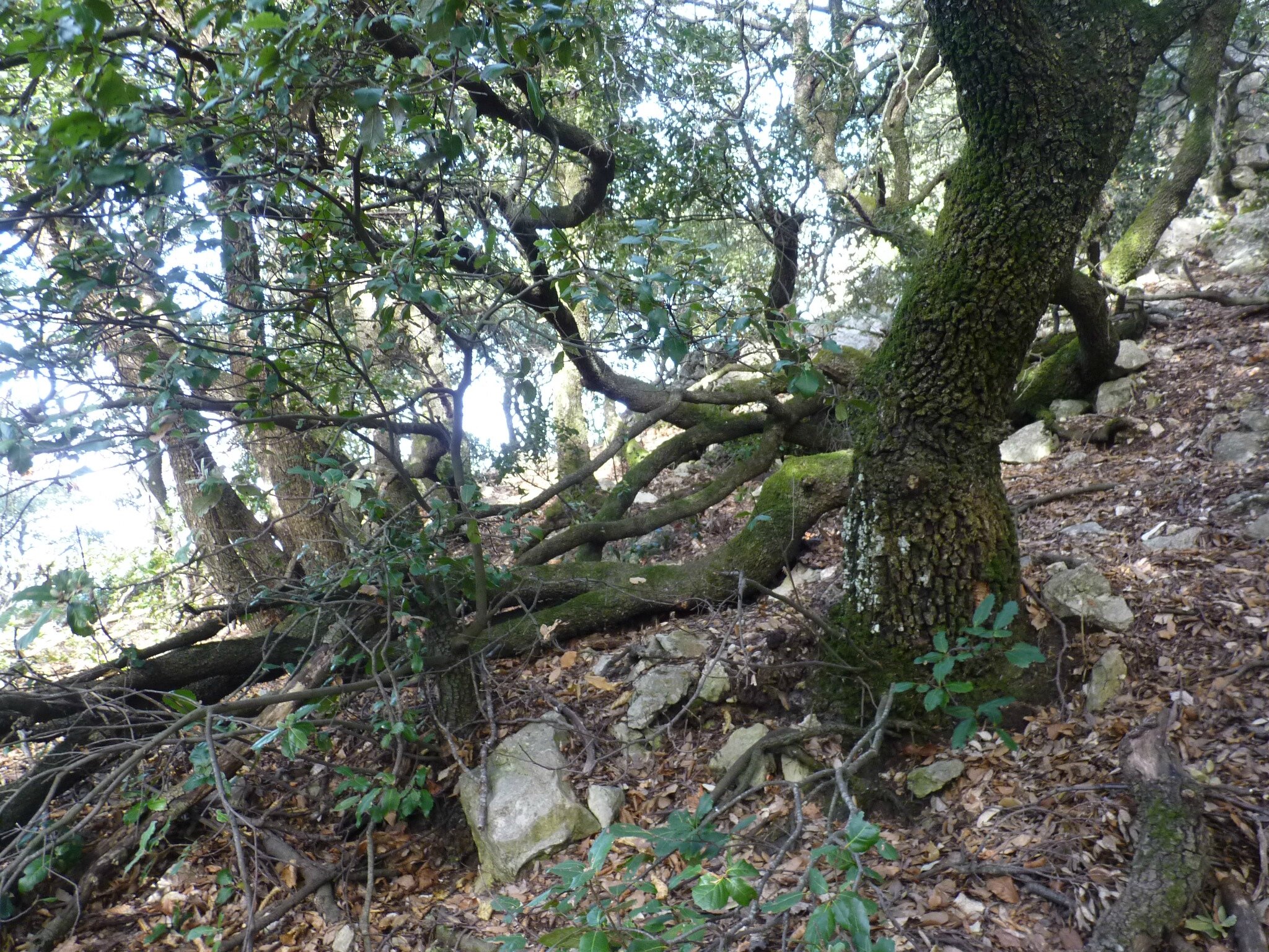P1080432