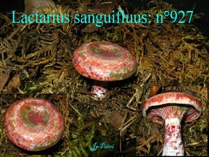 Lactarius sanguifluus n°927