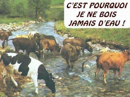 vache_et_eau