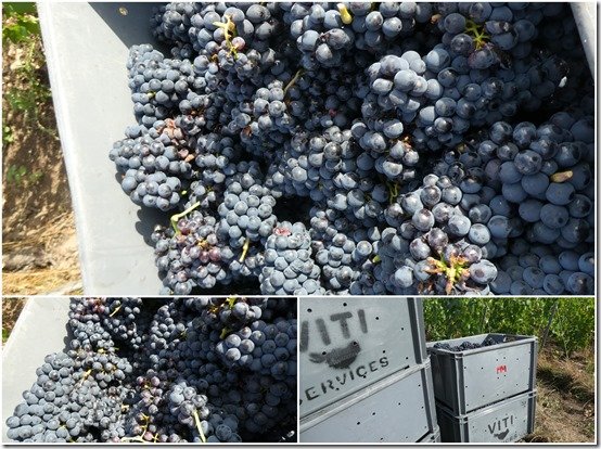 photos des vendanges 20224
