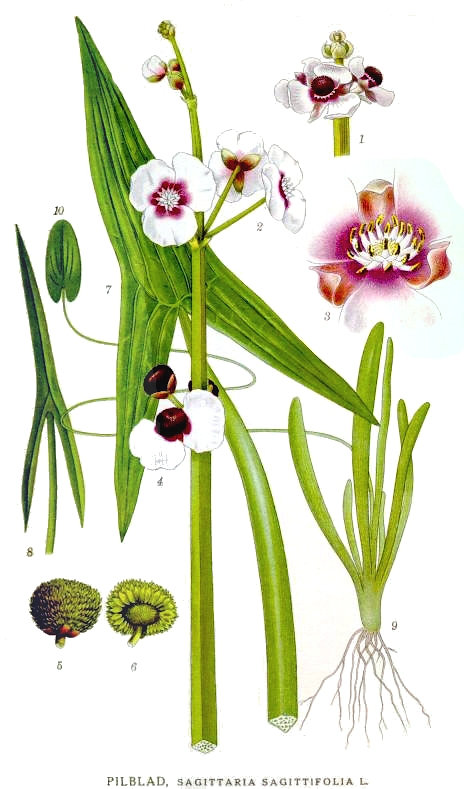 485_Sagittaria_sagittifolia