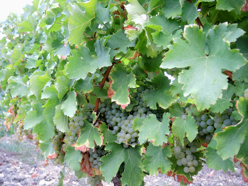 Pouilly-sur-Loire, de Loire en vignes, raisin (58)