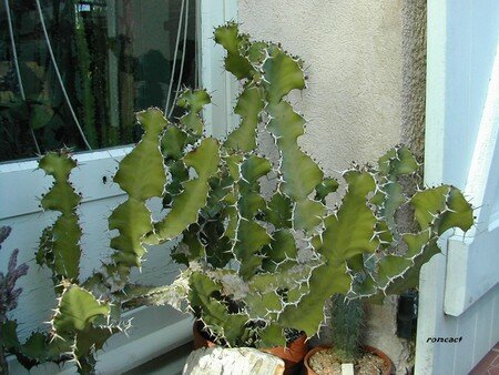 Euphorbia_grandicornis