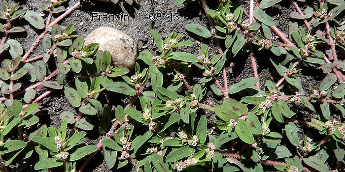 Euphorbia maculata