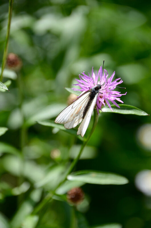 DSC_0018 (2)