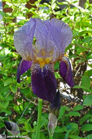 Iris-Nigth-Edition