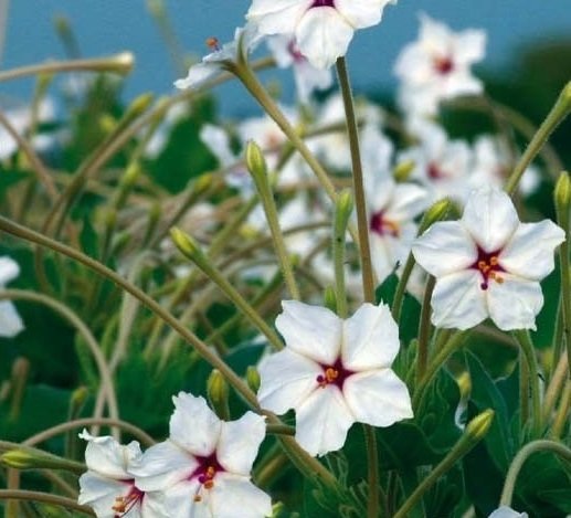 Graines-de-Mirabilis-longiflora-Belle-de-nuit-a-longues-fleurs-1030-1