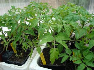 tomates_plants2