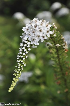 Lysimachia-clethroides-3