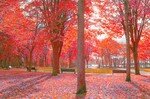 automne_rouge_st_germain_en_laye