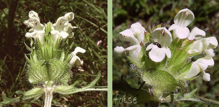 bractées ovales ciliées calice velu-hérissé bilabié corolle de 15 à 18 mm bilabiée