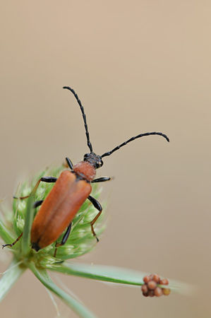 leptura_rubra