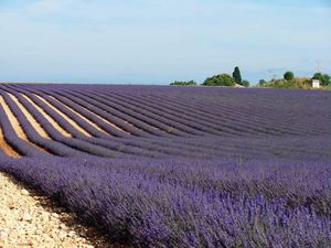 A VALENSOLE LAVANDE 293