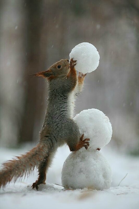 ecureuil ds la neige