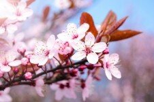 pink-blossom-flowers-on-a-branch
