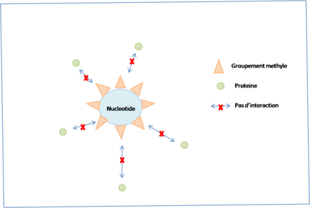 methylation