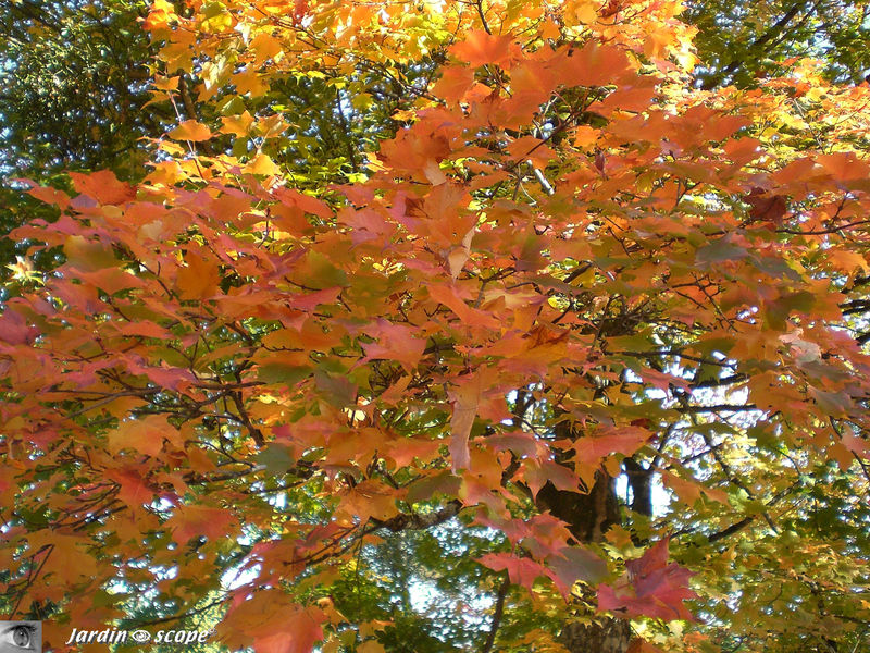 Acer 'Saccharum Marsh • Aceraceae