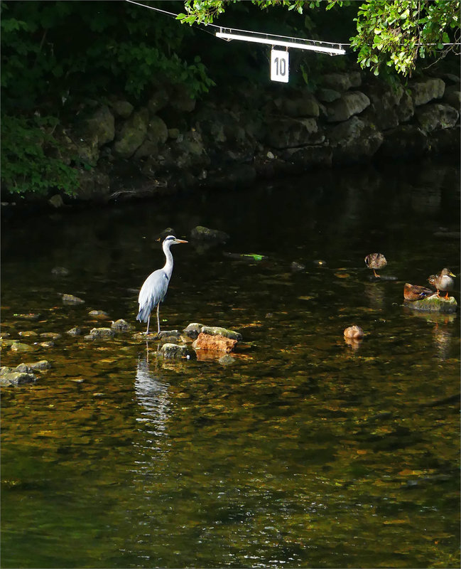 Oiseau héron canards panneau 10 050322