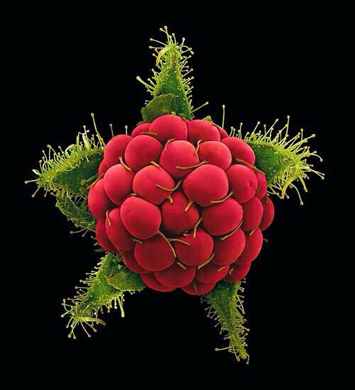 Wild raspberry, Rubus phoenicolasius, a photo in closeup by Rob Kesseler