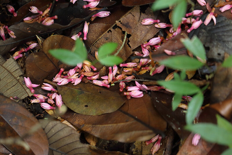 Couma guianensis