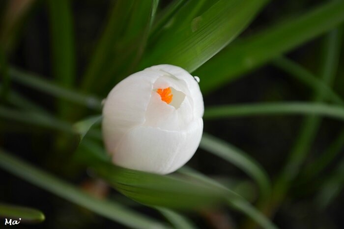 180306_crocus