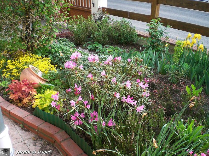 Le jardin côté rue avec le Rhododendron Ponticum 'Graziella'