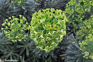 Euphorbe-Characias
