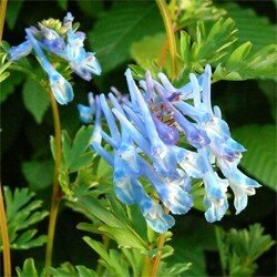 corydalis-craigton-blue-