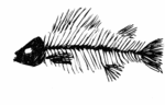 faonly_fishbone