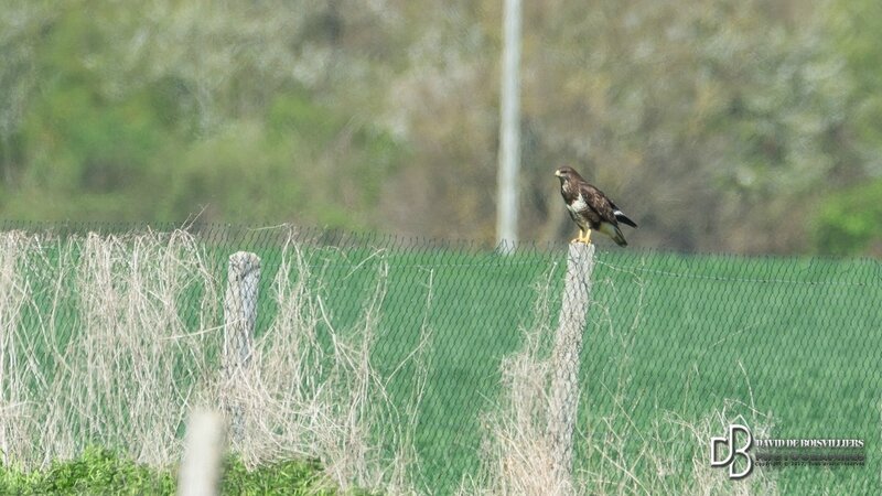 Buse variable (Buteo buteo)