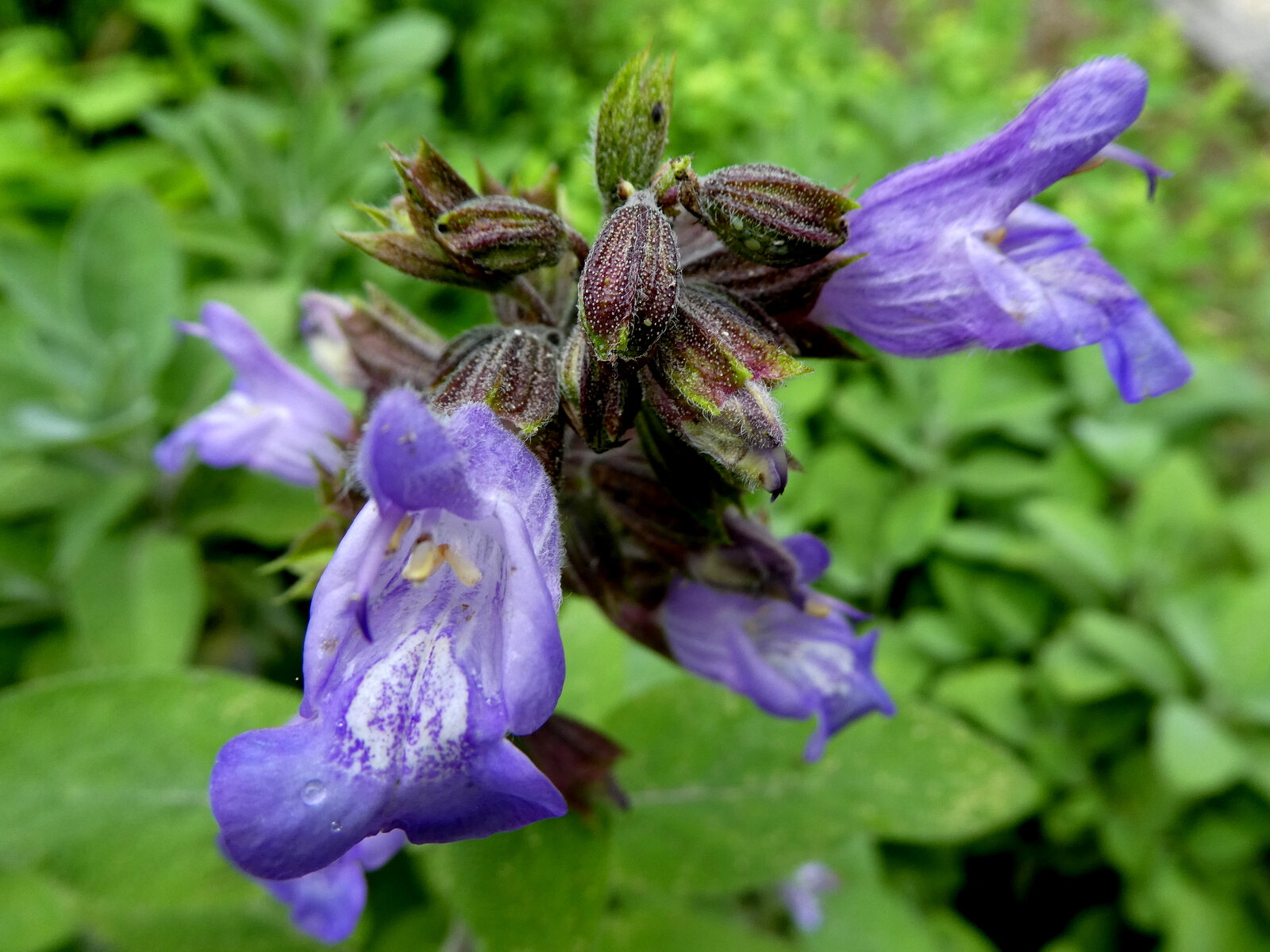 sauge officinale