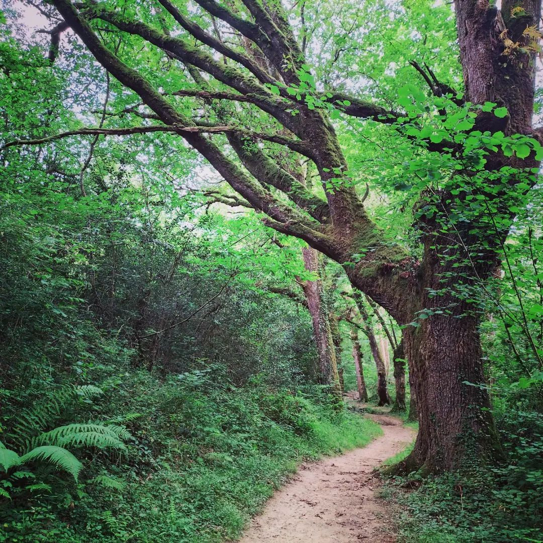 Ainhoa, les arbres
