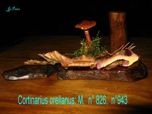 Cortinarius orellanus n° 826, n°943