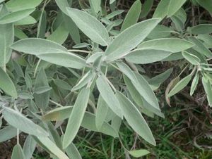 Salvia_officinalis_p1150381