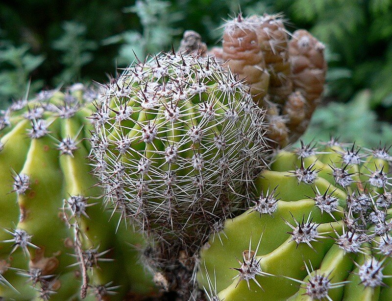 cactus