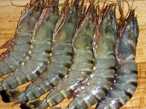 crevettes crues