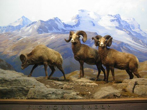 American Museum Of Natural History