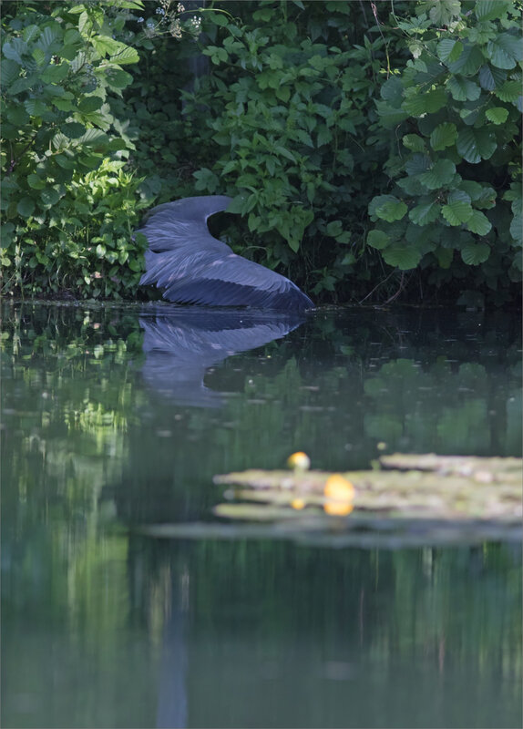 ville oiseau héron peche 240518 1