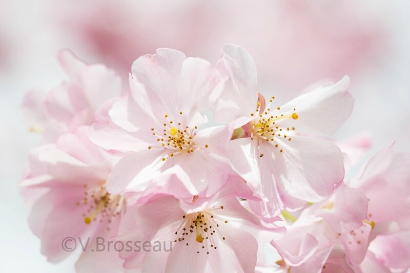 cerisier-japon15-05