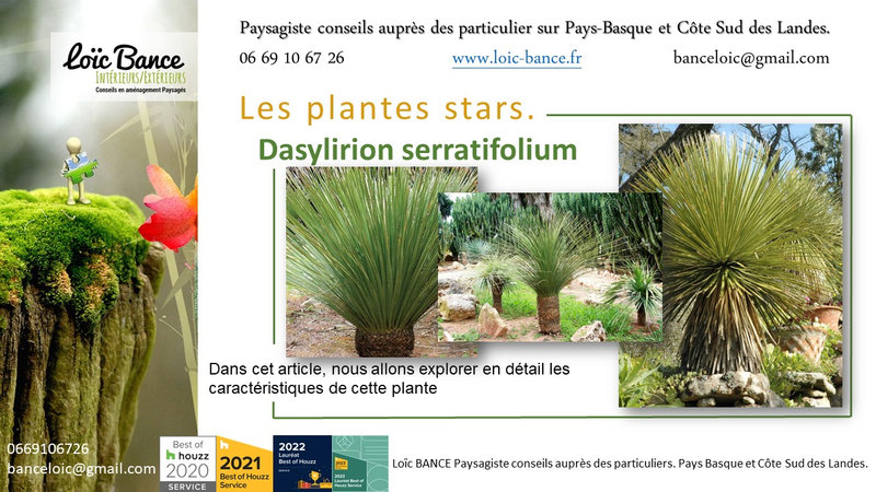 Paysagiste-Pays-Basque-Paysagiste-Landes-Dasylirion-serratifolium