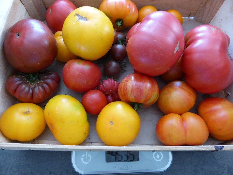 20-tomate du jour (9)