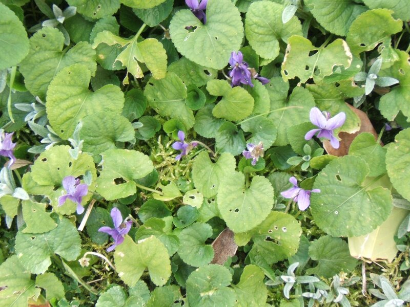 le jardin violettes