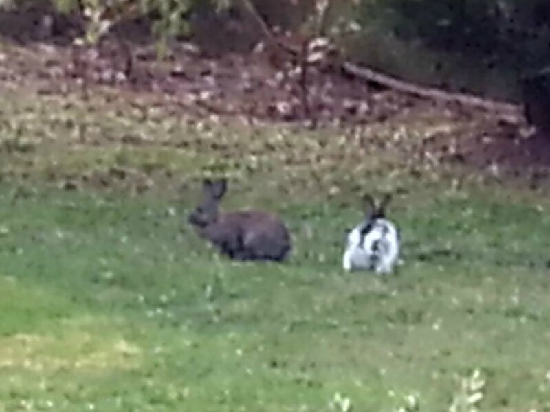 2 lapins à Sarranson 19 mars 2014 (8)