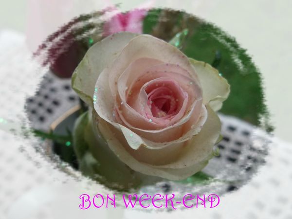 rose blanche bon week-end