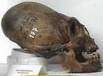 skull3