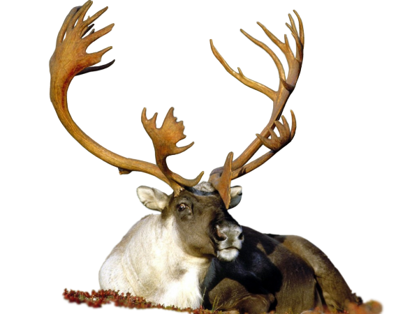 Deer582