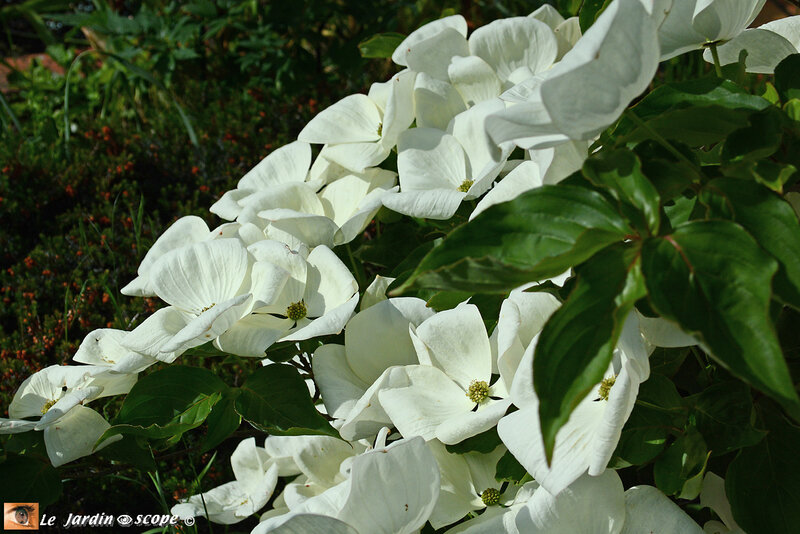 PAT_7077-Cornus-vénus