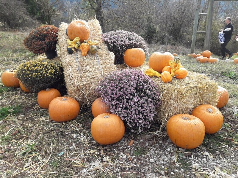 20181109_105421
